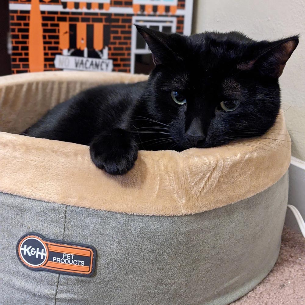 Heated cat bed in beige with gray sides and K&H Pet Products patch