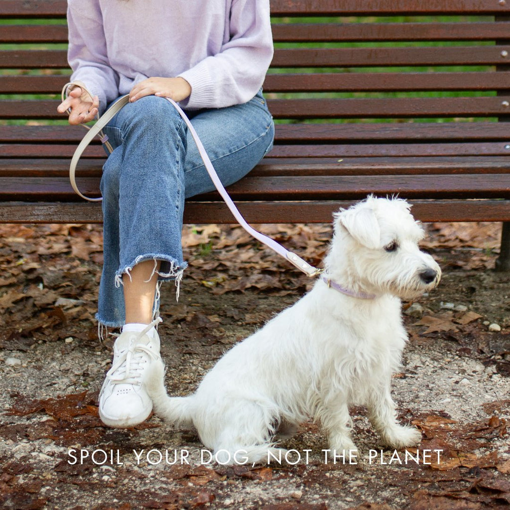 Small white dog wearing grey vegan leather collar with gold buckle and tag