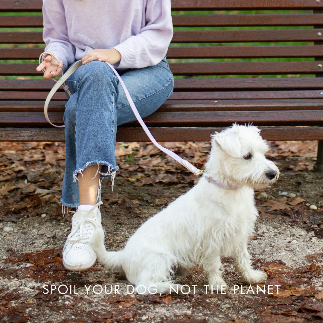 Small white dog wearing grey vegan leather collar with gold buckle and tag