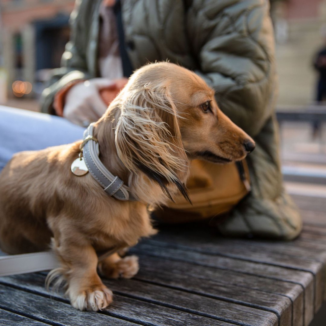 Dog wearing grey vegan leather collar with gold buckle and round tag