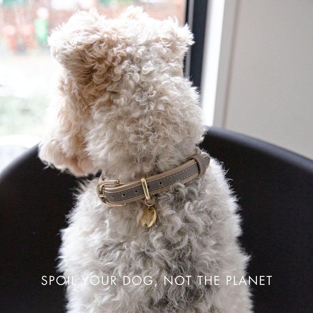 White curly dog wearing grey vegan leather collar with gold buckle and tag
