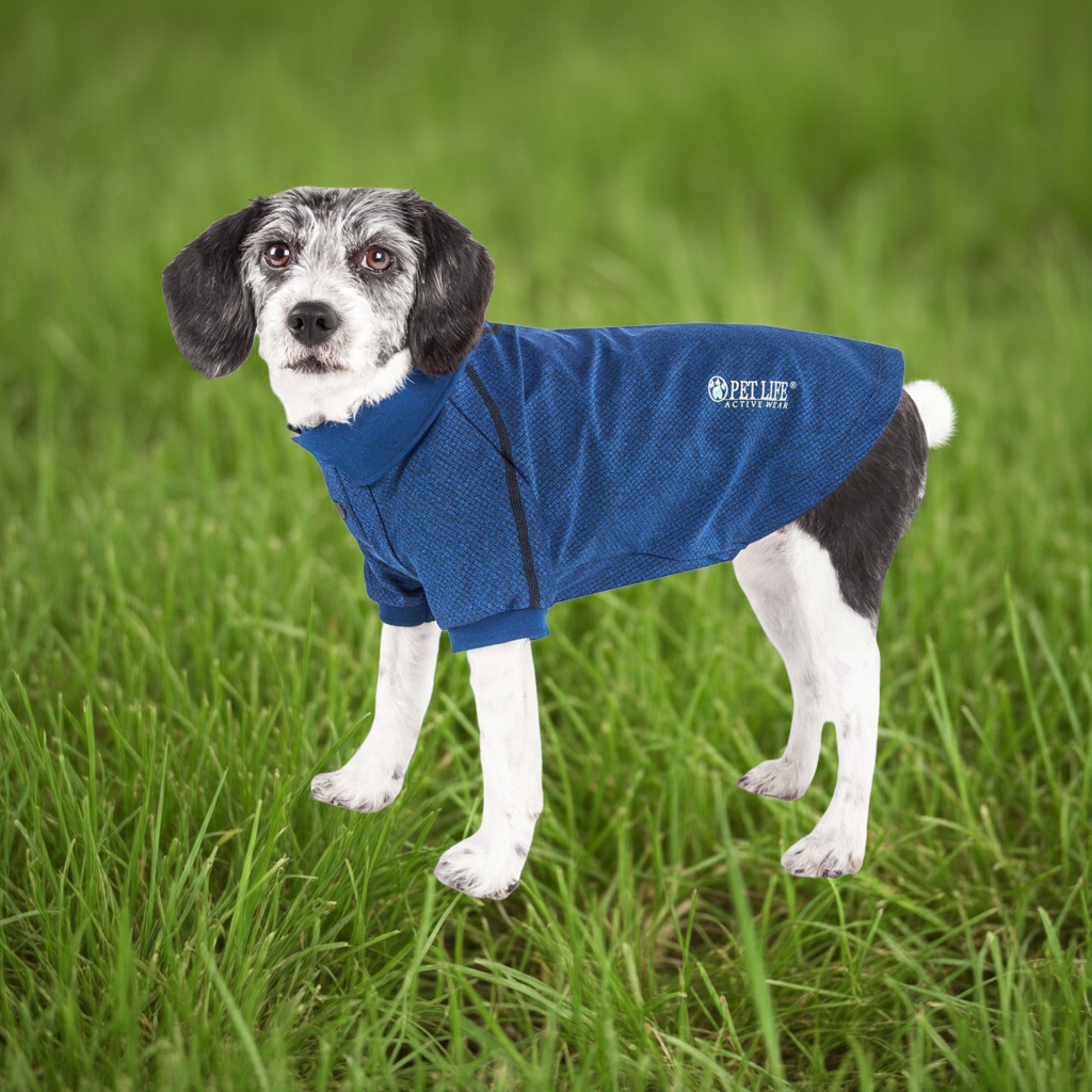 Blue dog polo-style T-shirt on a small dog with logo on the chest
