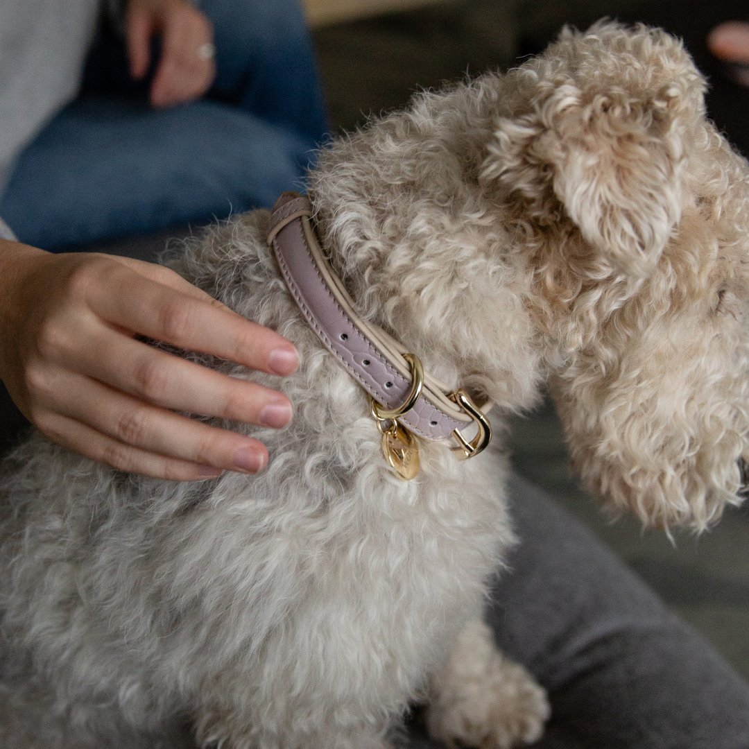 Lilac vegan leather dog collar with gold hardware and double D-rings