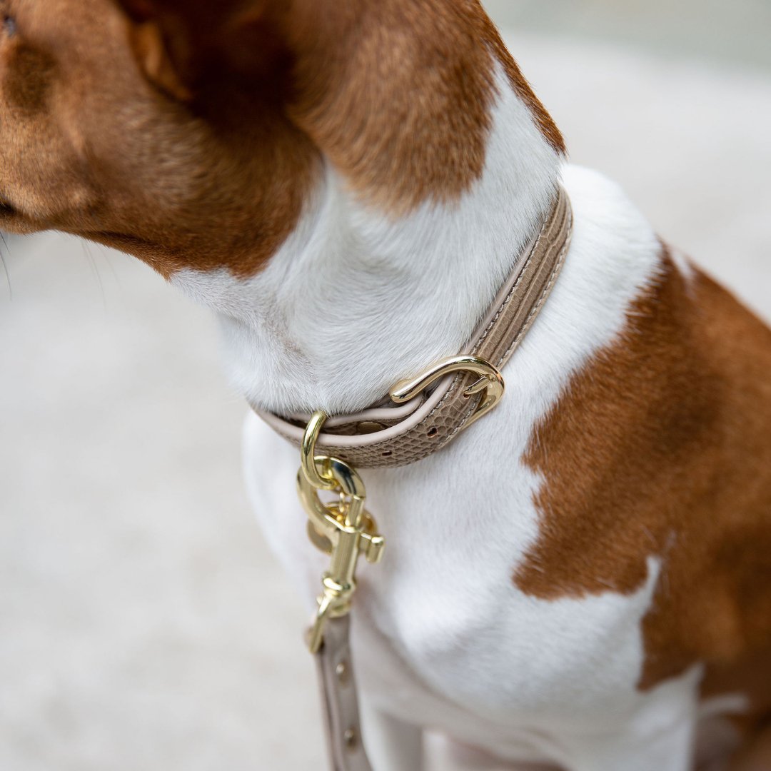 Beige Milan dog collar on a brown-and-white dog, gold buckle and chain hardware
