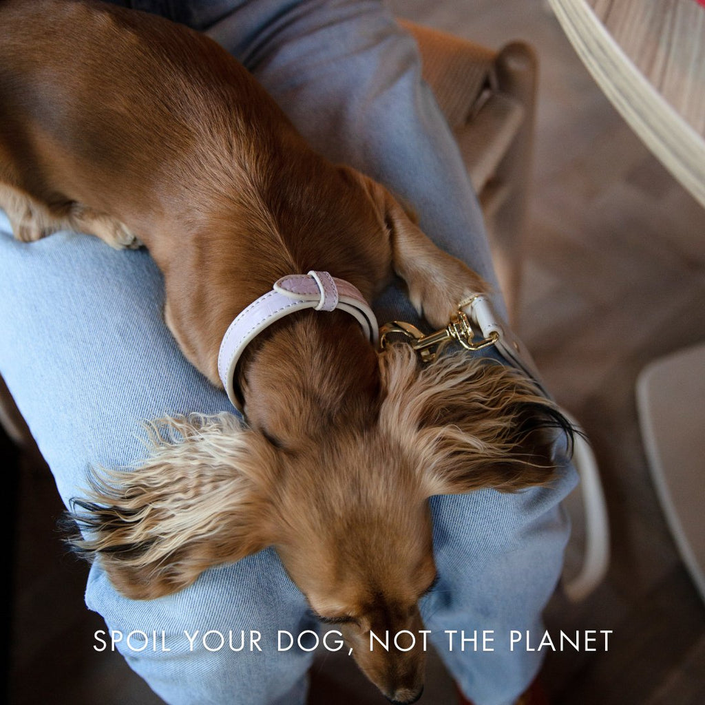 Beige vegan leather dog collar with adjustable strap and gold clasp