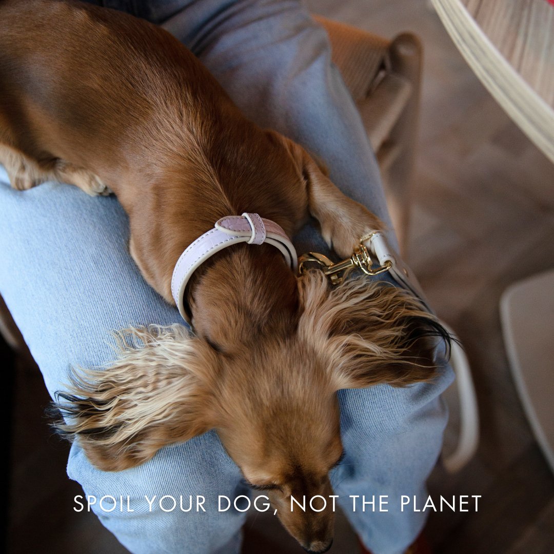 Beige vegan leather dog collar with adjustable strap and gold clasp
