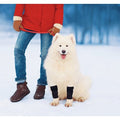 Dog wearing two front leg braces while sitting, black straps with reflective accents
