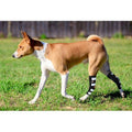 Black dog rear leg brace with white strap panels on hind leg during walking