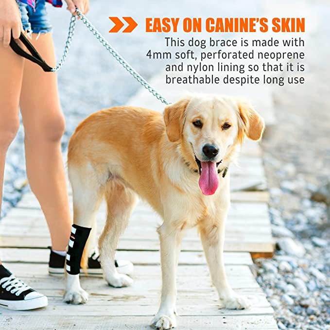 NeoAlly rear leg hock brace with reflective straps on tan dog standing