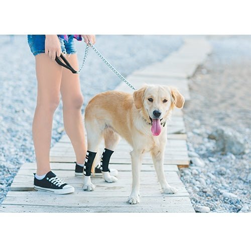 Dog rear leg hock brace on hind leg, black with white reflective strap panels