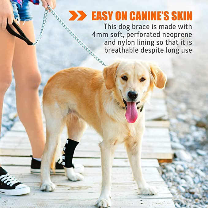 NeoAlly rear leg hock brace with reflective straps on tan dog hind leg