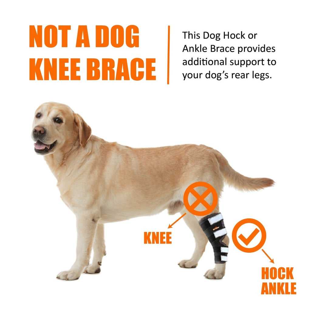 Dog hock brace with reflective straps, rear leg support shown on hind leg