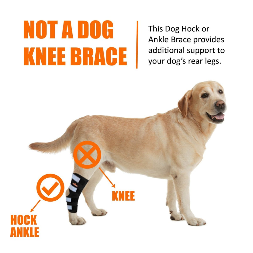 Dog hock brace with reflective straps, showing placement above the ankle