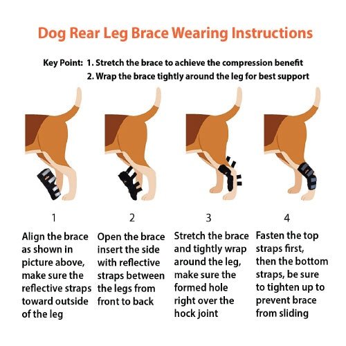 Dog rear leg brace, black with reflective strap panels in a wearing-instructions layout
