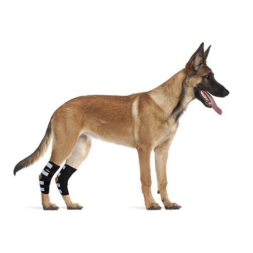 Dog rear leg hock brace set on rear legs, black with reflective strap panels