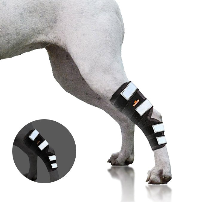 Dog rear leg hock brace, black with white reflective strap panels on hind leg