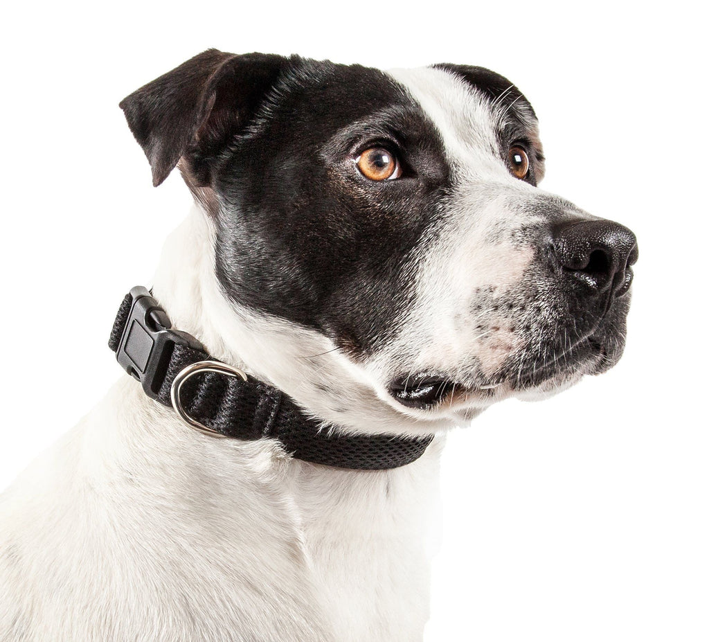 Black mesh dog collar on a black-and-white dog with silver ring and black buckle