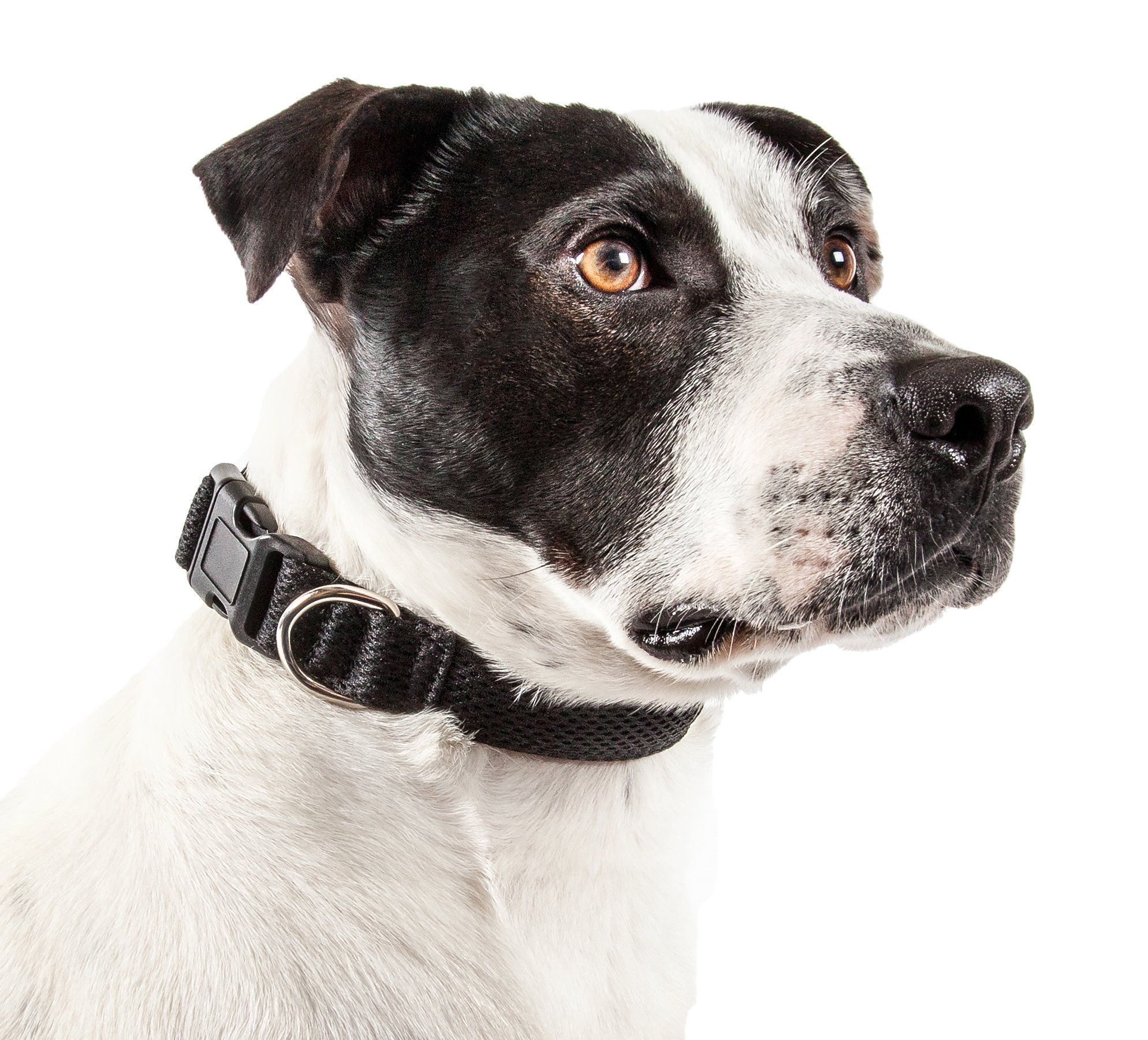 Black mesh dog collar on a black-and-white dog with silver ring and black buckle