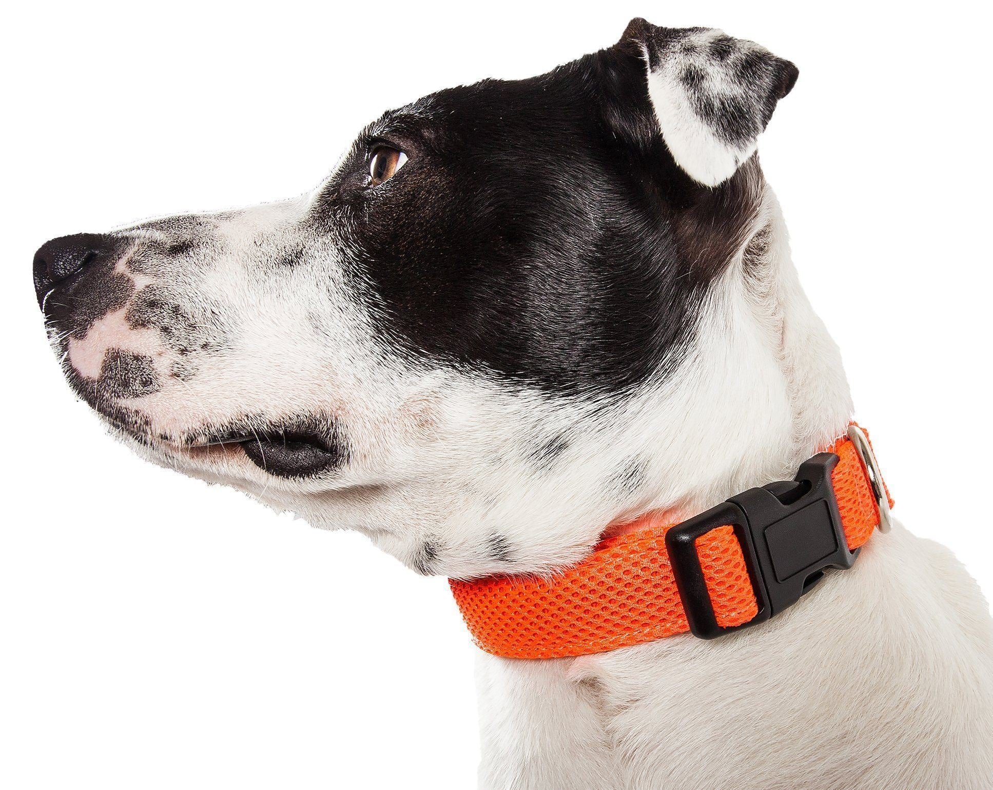Orange breathable mesh dog collar with black buckle and D-ring on a dog