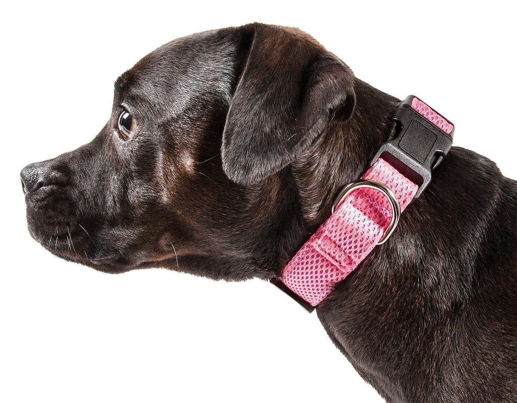 Pink breathable mesh dog collar with black buckle and metal D-ring on a dog