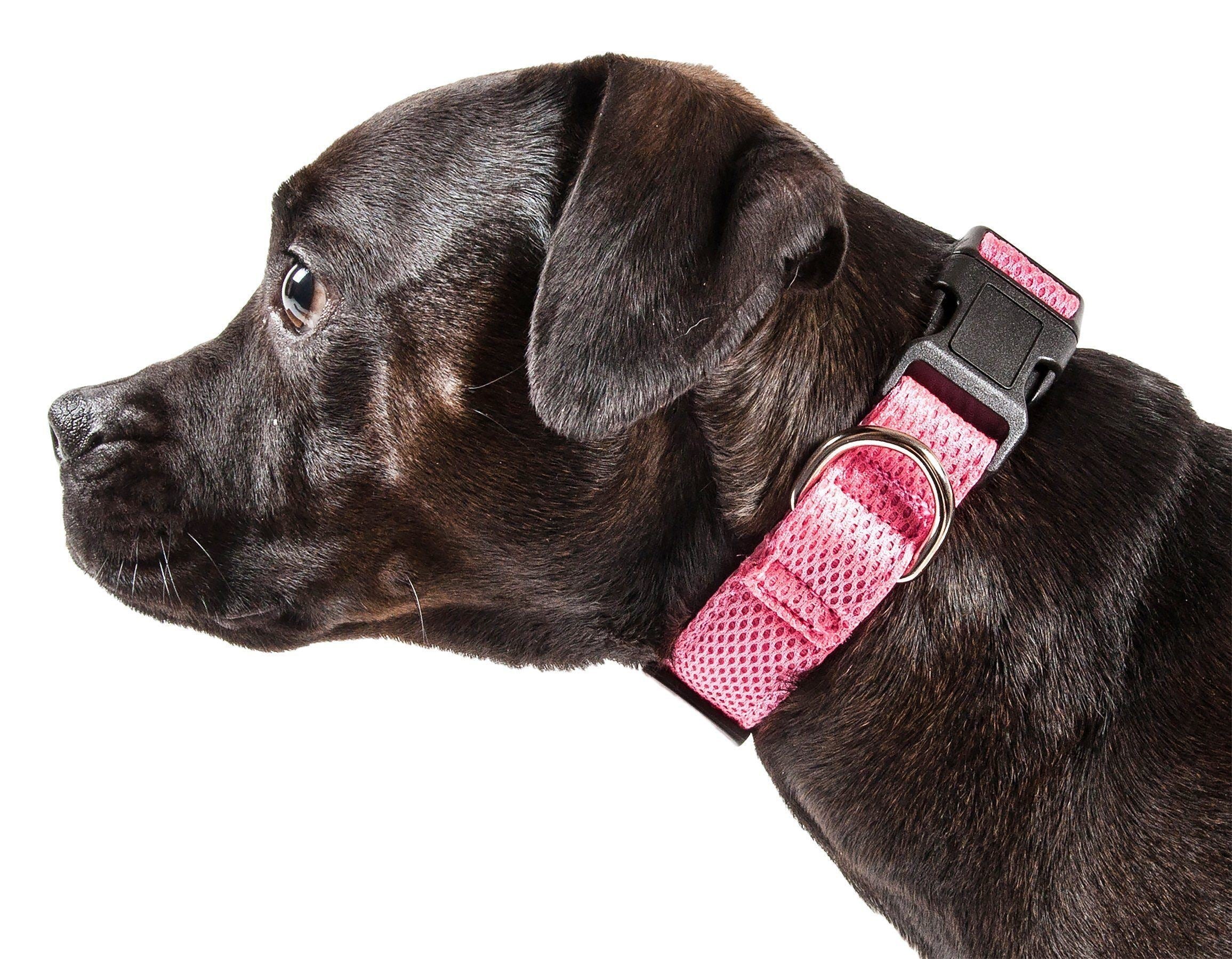 Pink breathable mesh dog collar with black buckle and metal D-ring on a dog