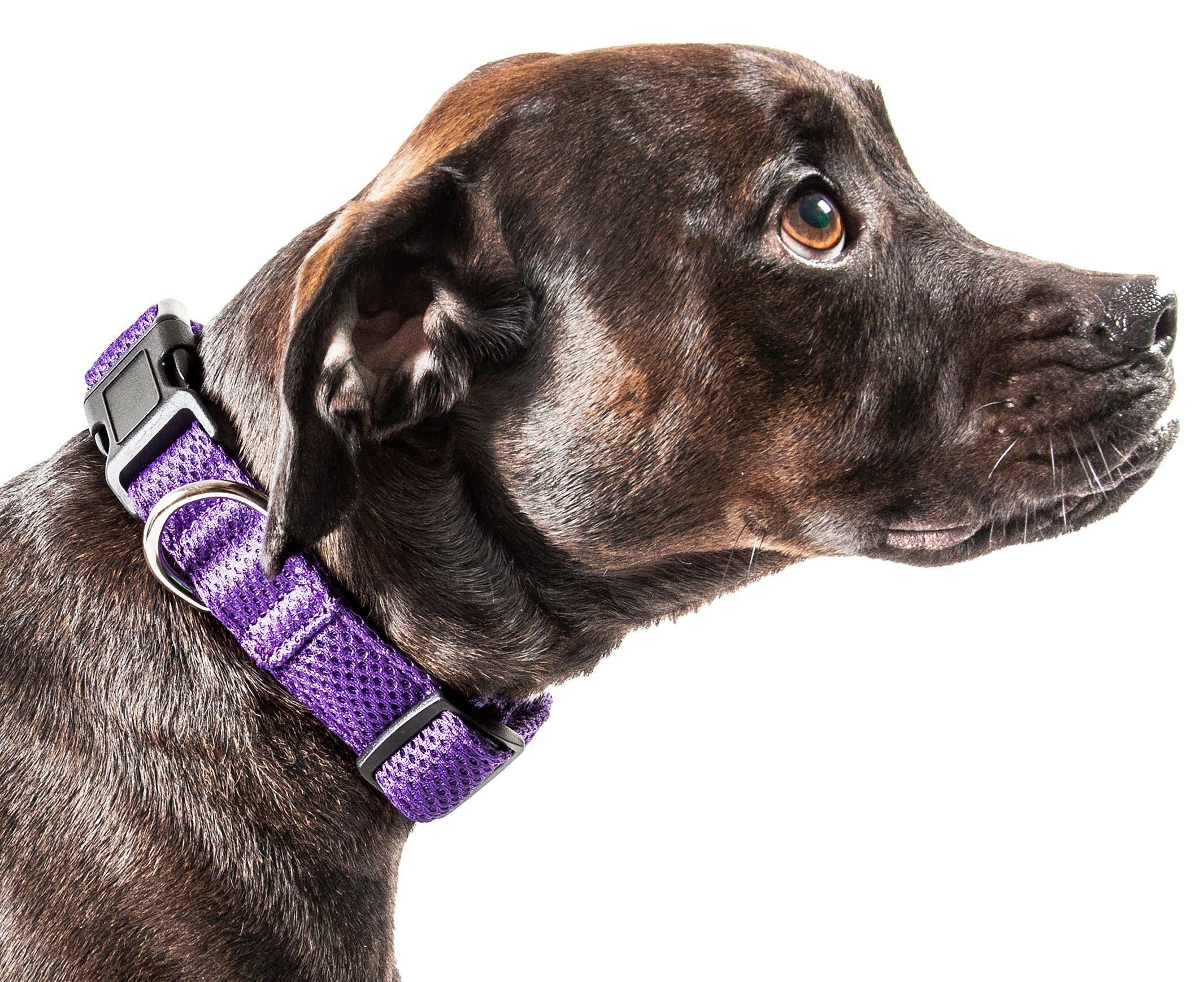 Purple breathable mesh dog collar with black buckle and metal D-ring on a dog