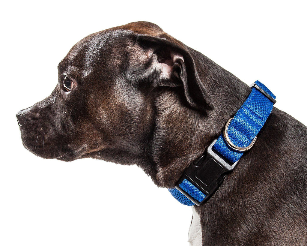 Blue mesh dog collar on a brown dog with silver ring and black buckle hardware