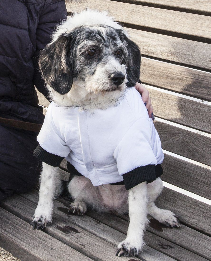White dog parka with faux-fur hood and black ribbed cuffs on seated dog