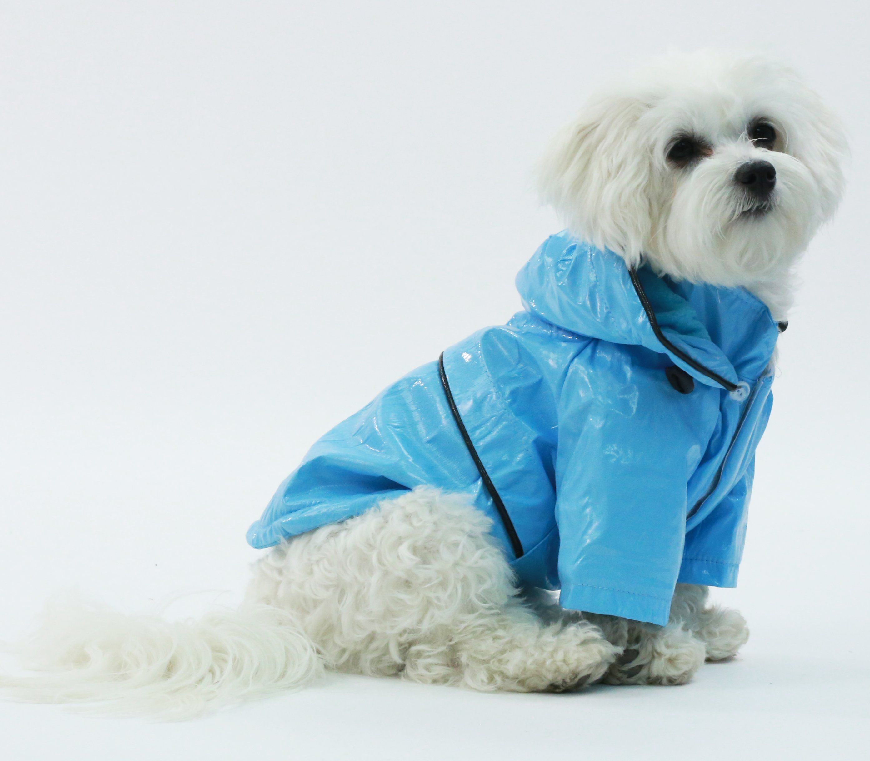 Baby blue waterproof dog rain jacket with hood, black piping, and snap closure