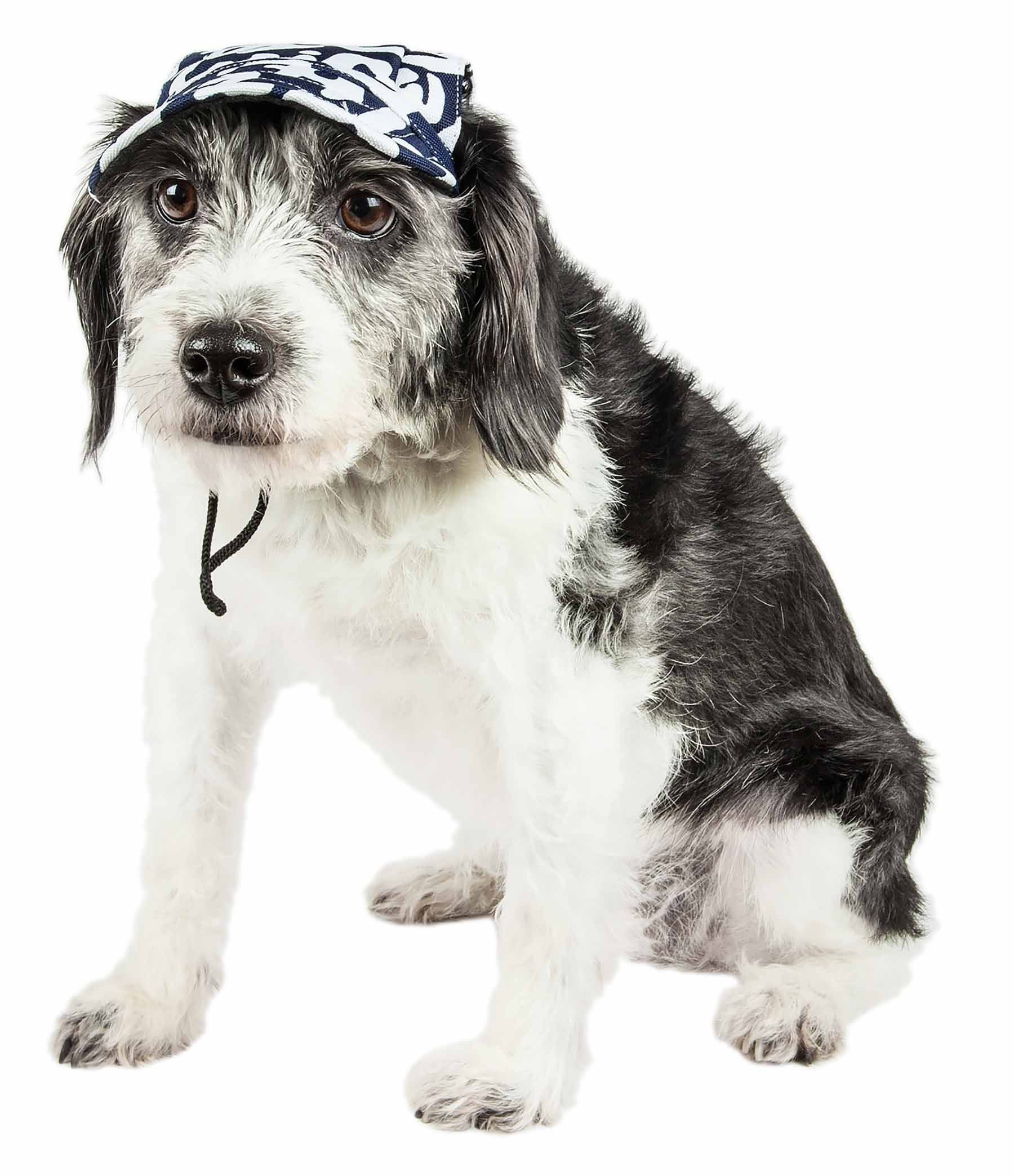 Front view of small dog wearing navy-and-white camo graffiti bucket hat, chin cords down
