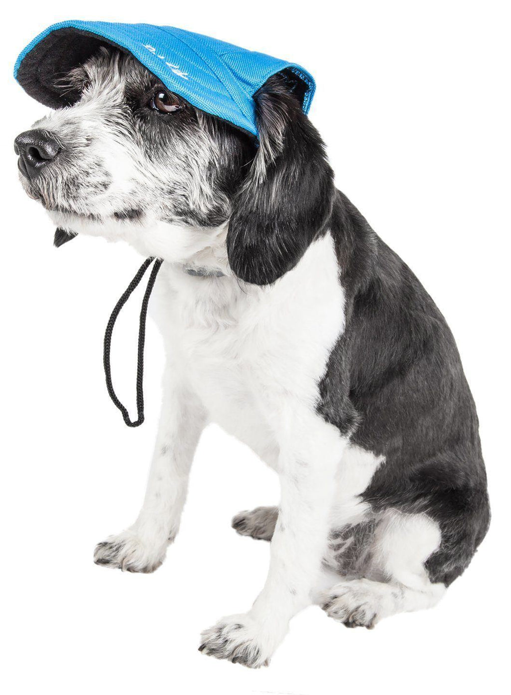 Adjustable blue dog sun hat with chin cord, on a black-and-white dog