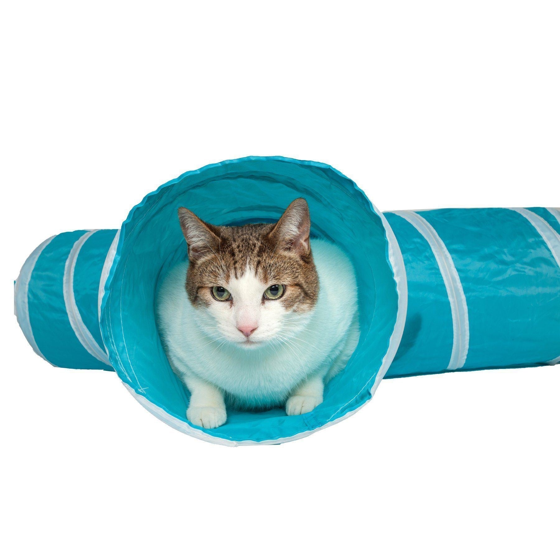 Cat peeking from blue and white 3-way collapsible tunnel opening