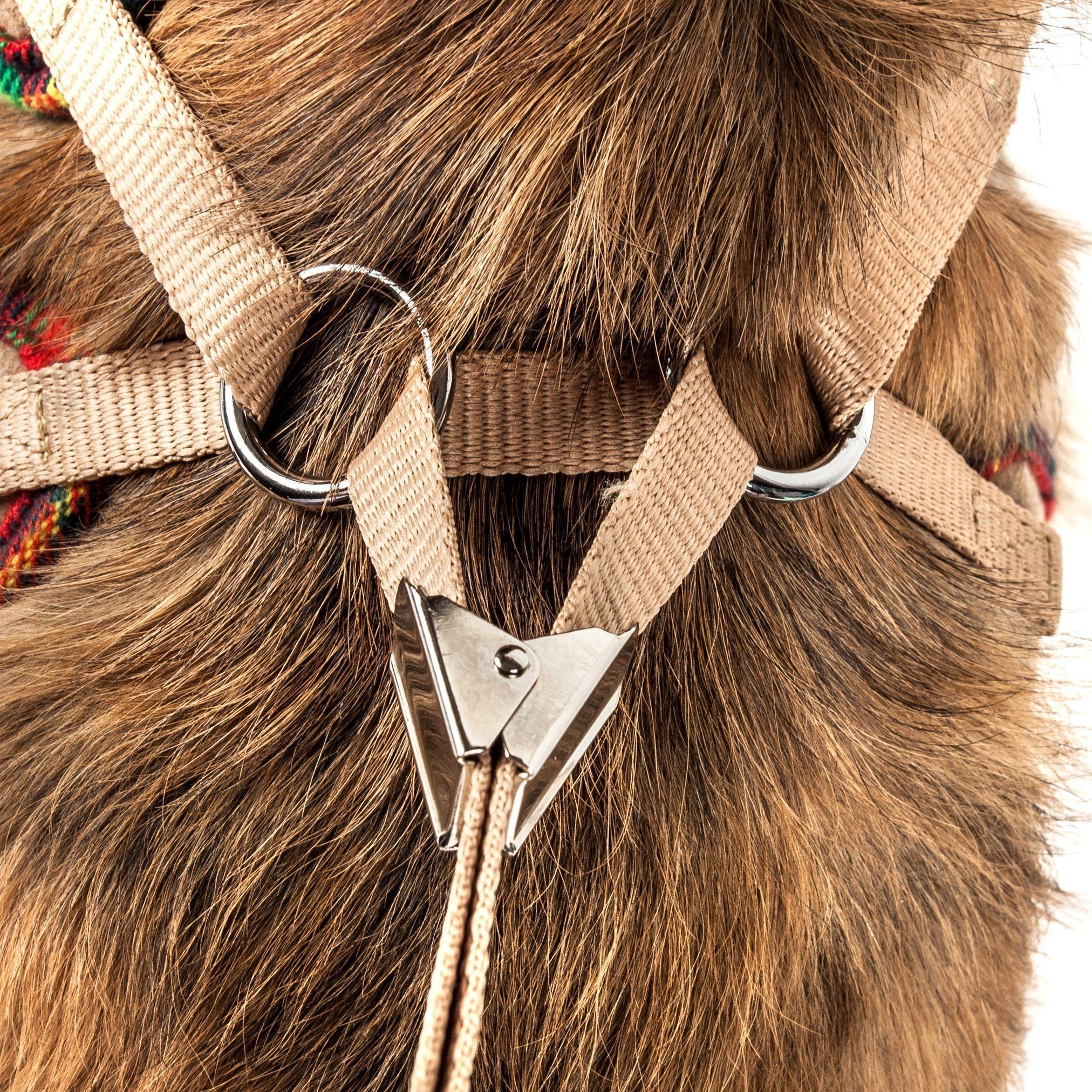 Close-up of dog harness hardware: silver D-rings and tan adjustable webbing straps