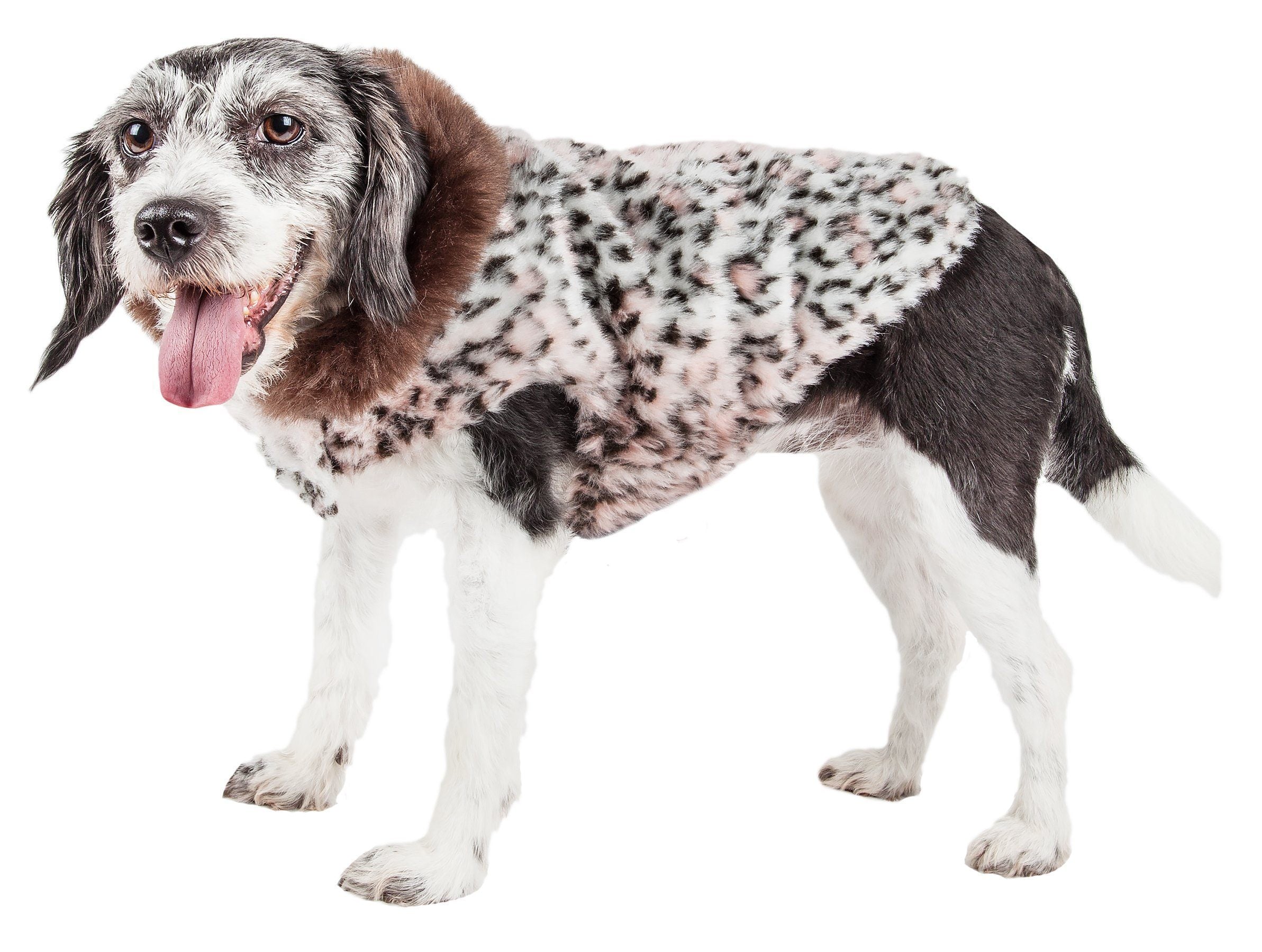 Cheetah-print faux mink dog coat with dark brown collar trim; front view on small dog