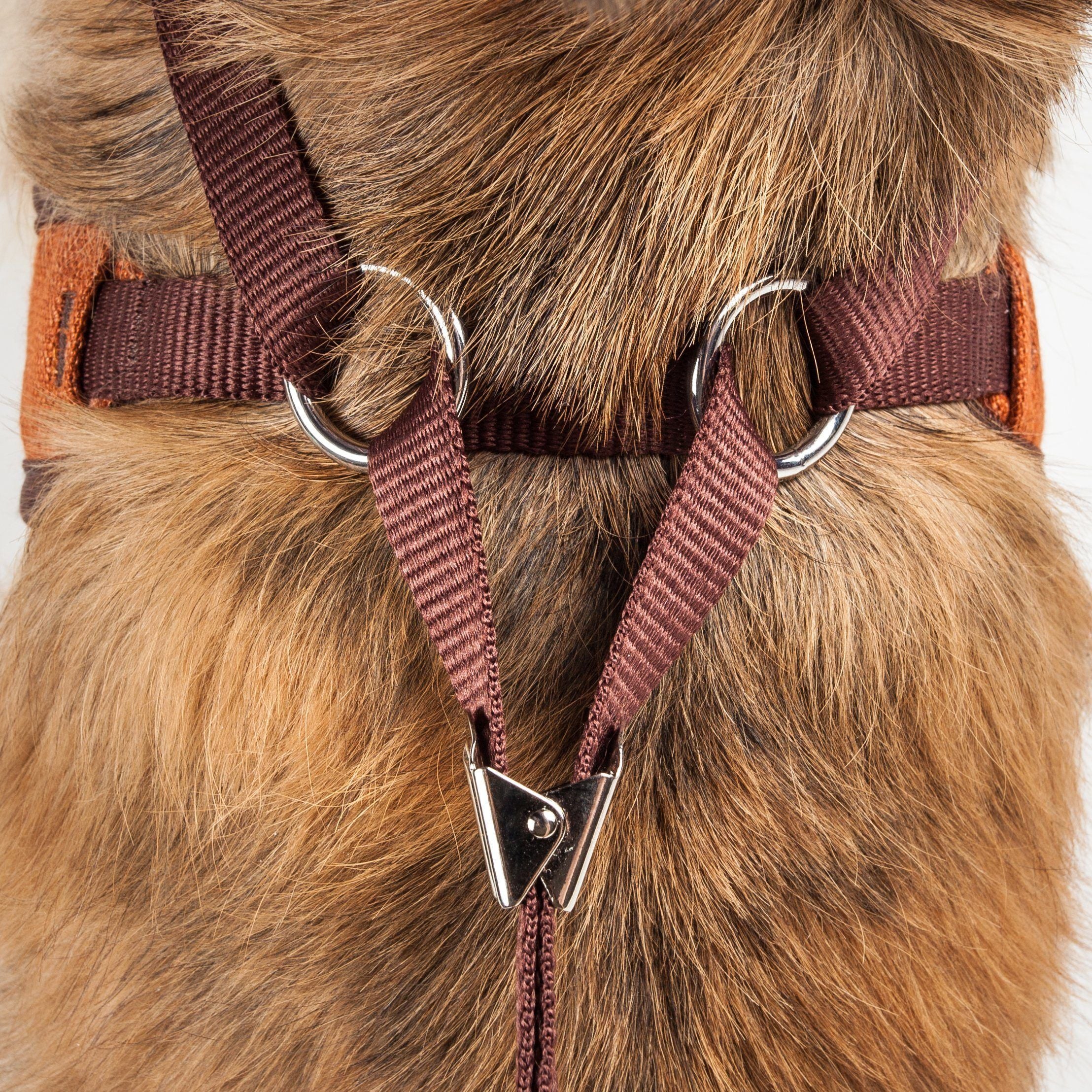 Dog harness close-up with brown straps and metal rings on the back, showing mounting points.