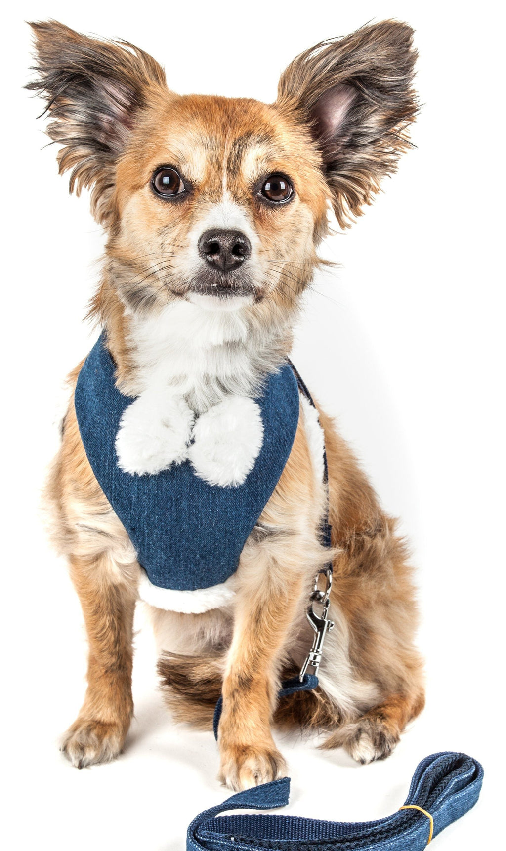 Dog wearing 2-in-1 adjustable harness with denim-blue bib and leash, side view
