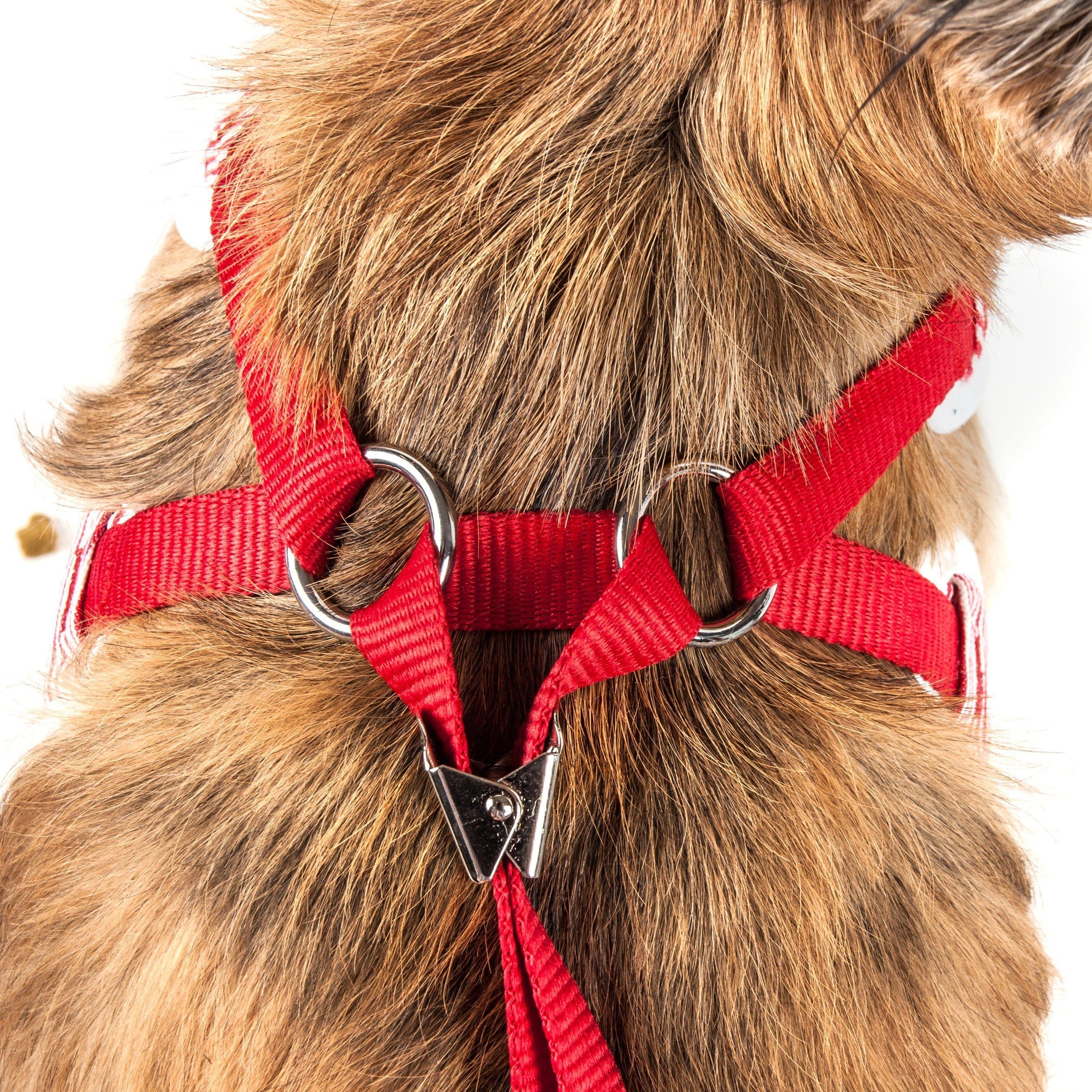 Red adjustable dog harness on dog, with leash rings and chest strap