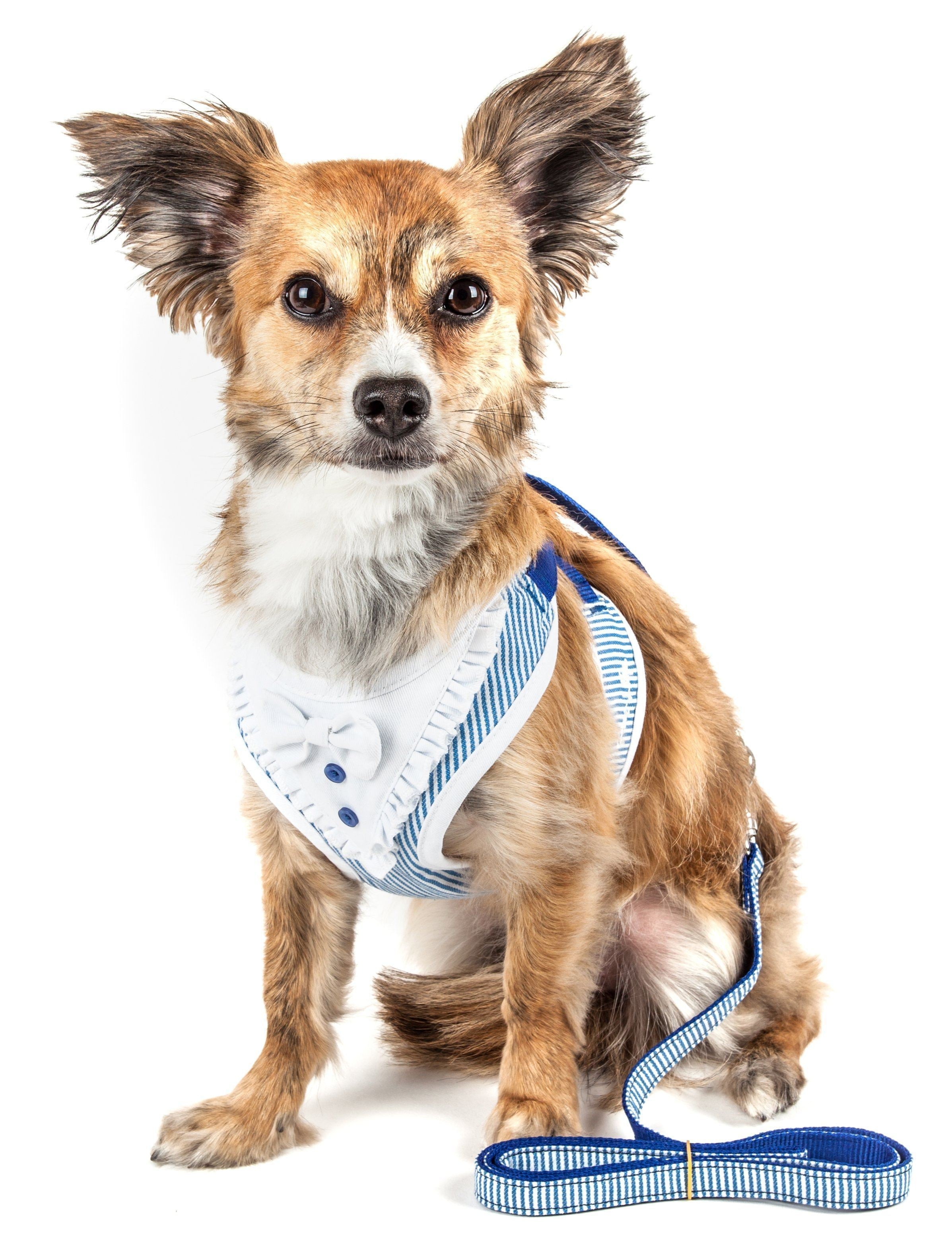 Blue striped 2-in-1 adjustable dog harness with attached leash, worn on small dog