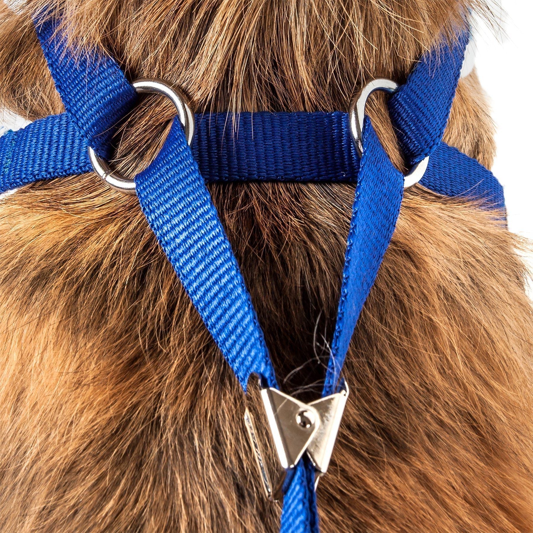 Blue adjustable dog harness on dog, with leash rings and chest strap