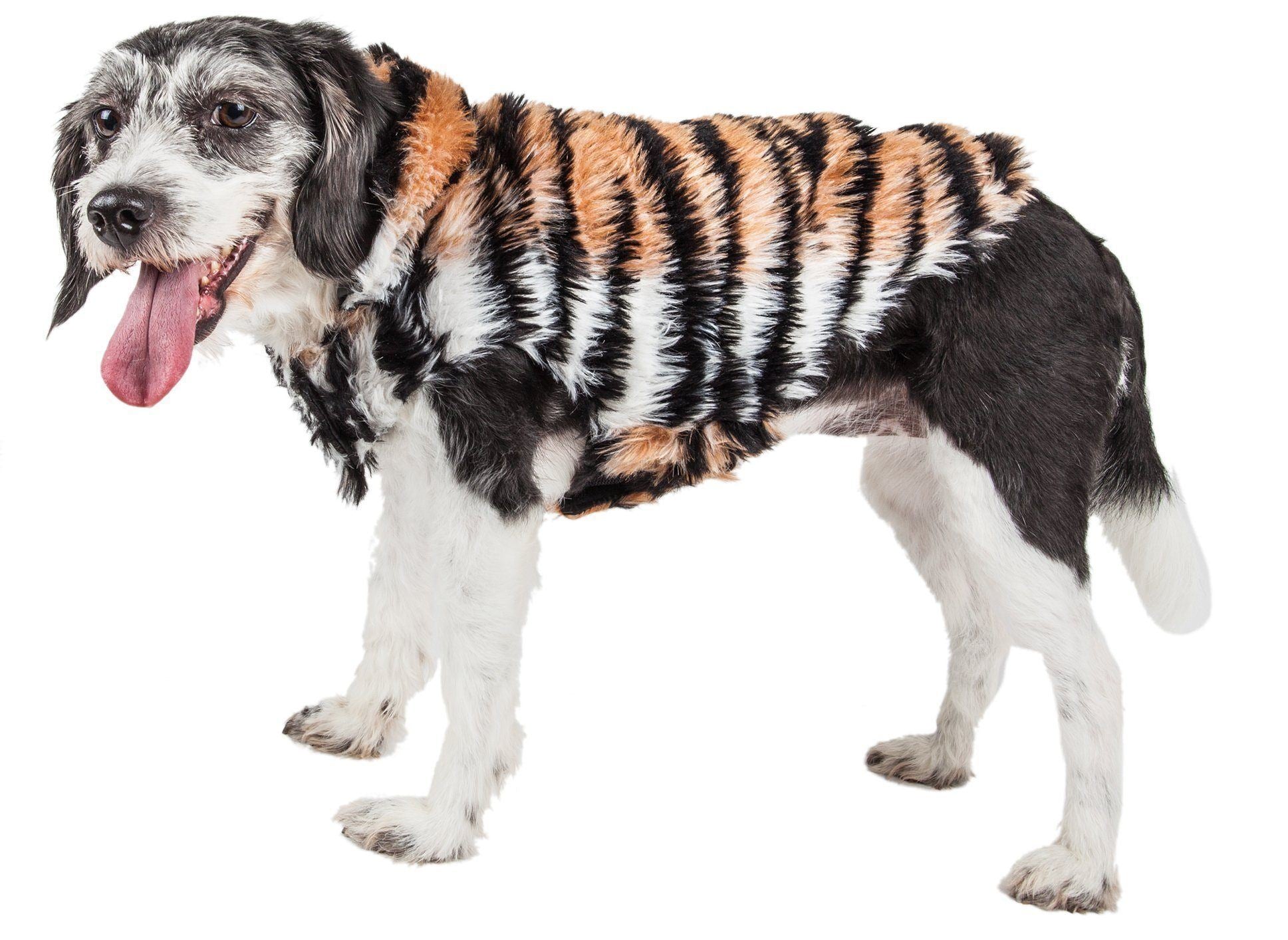 Tiger-striped mink fur dog jacket on black-and-white dog, standing side view