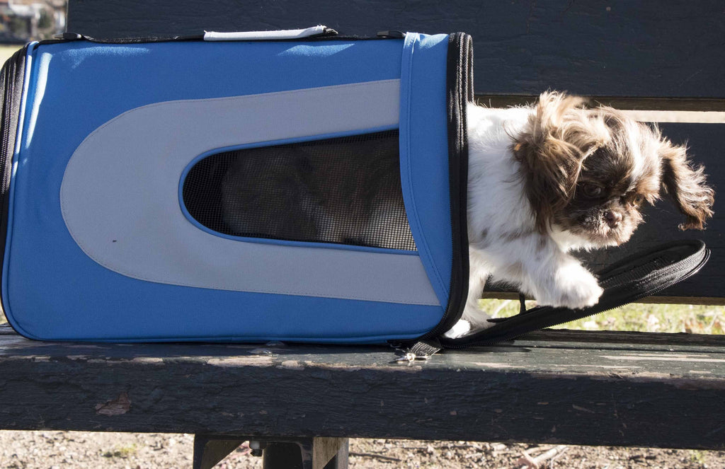 Blue collapsible pet dog carrier with mesh window; small dog sitting inside