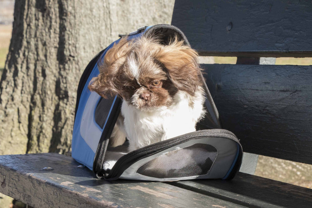 Small dog in a blue-gray collapsible pet carrier with mesh front and side ventilation
