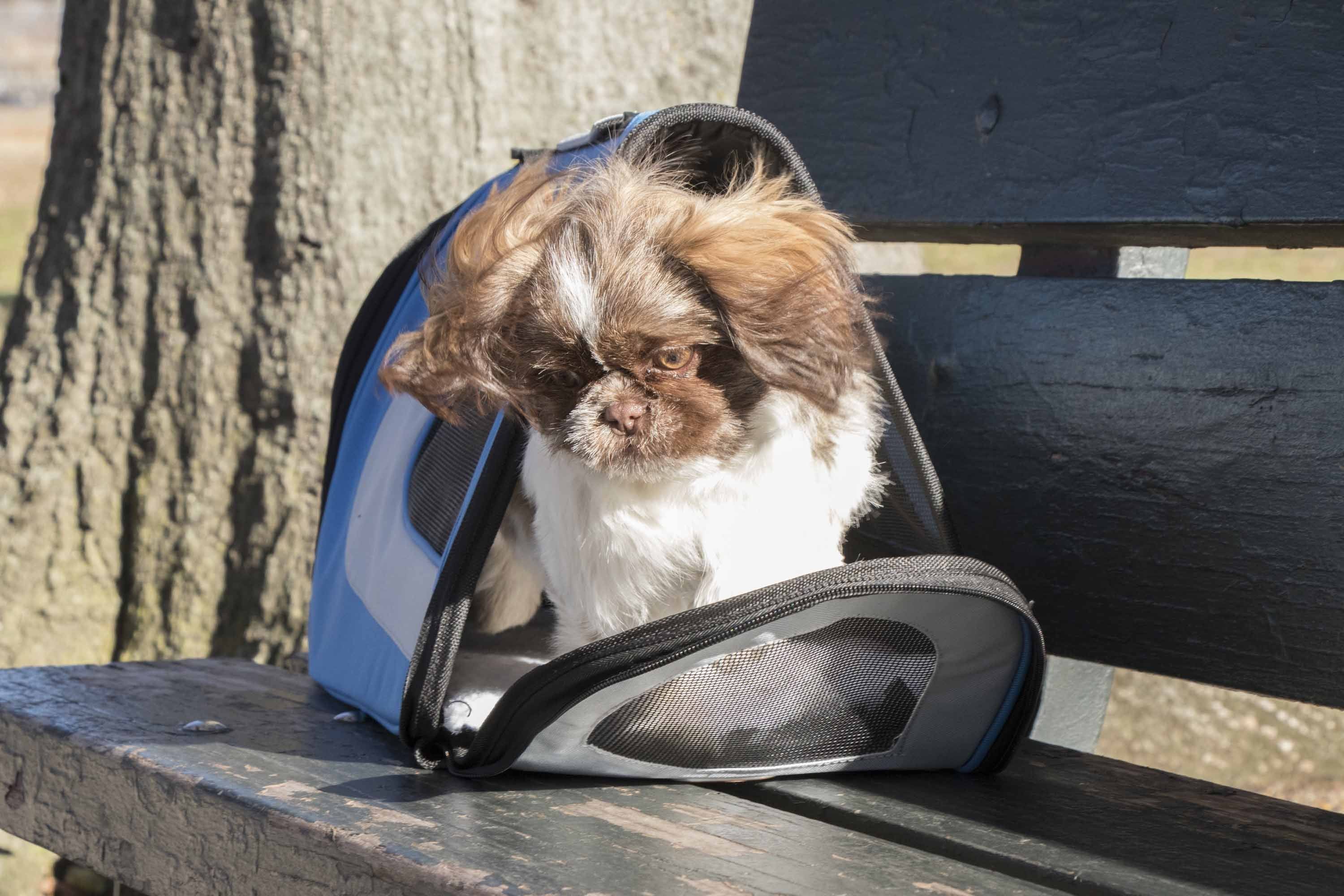 Small dog in a blue-gray collapsible pet carrier with mesh front and side ventilation