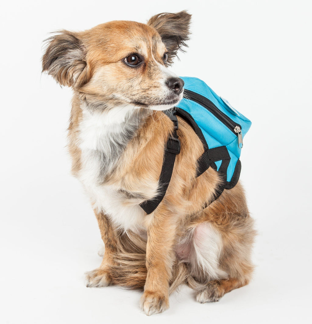 Dog seated wearing blue harness backpack with side pocket and black harness straps