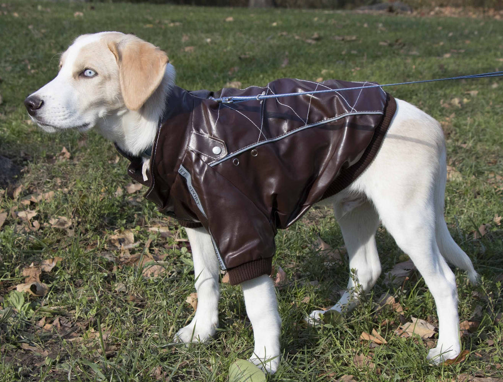 Brown dog jacket with adjustable straps and stitched overlay panels