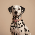 Pink Rhinestone Collar Dalmatian