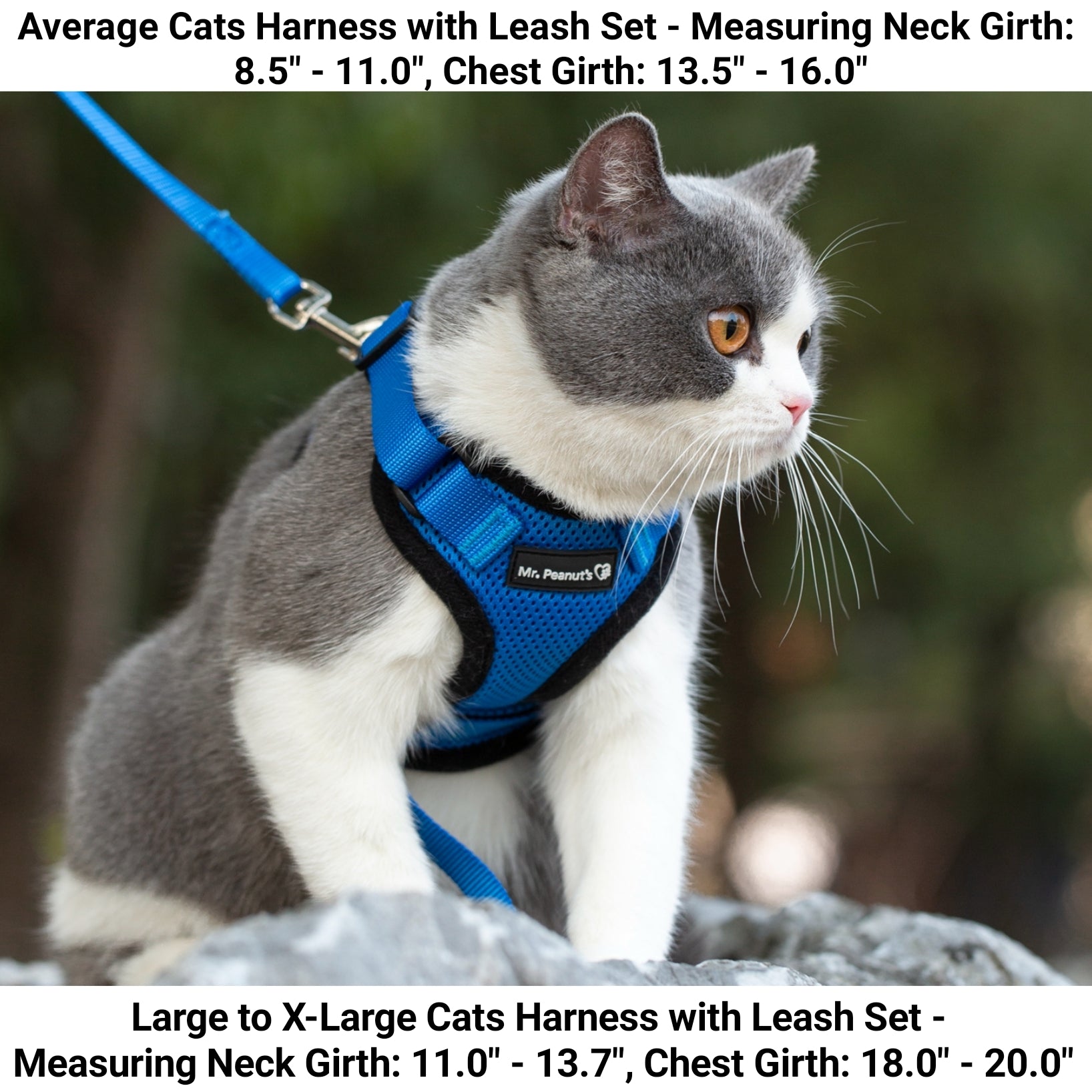Blue cat harness with matching leash on a gray-and-white cat outdoors