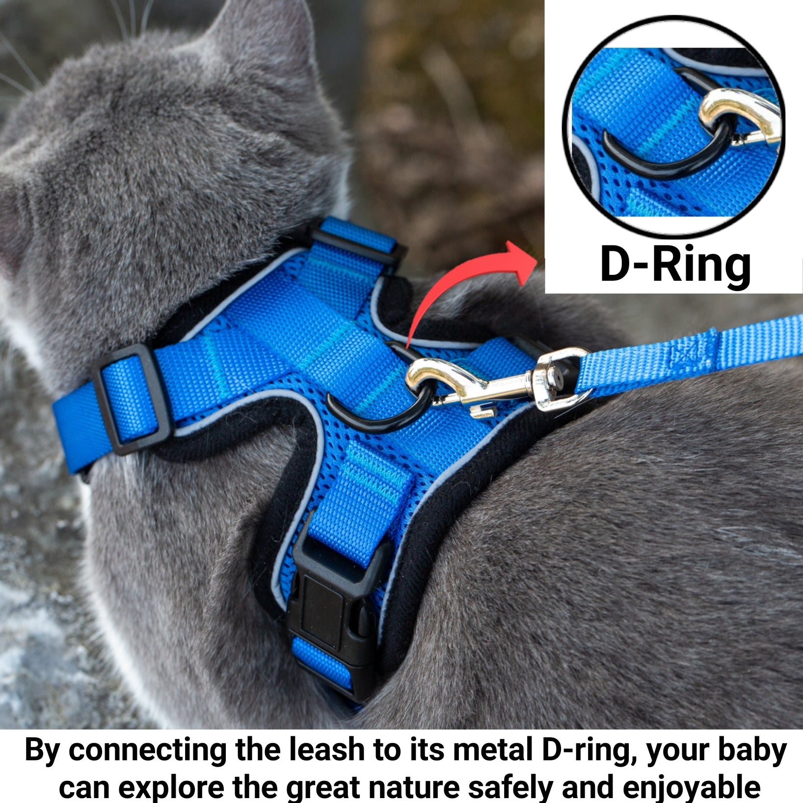Blue harness with metal D-ring and matching leash attachment, on a gray-and-white cat