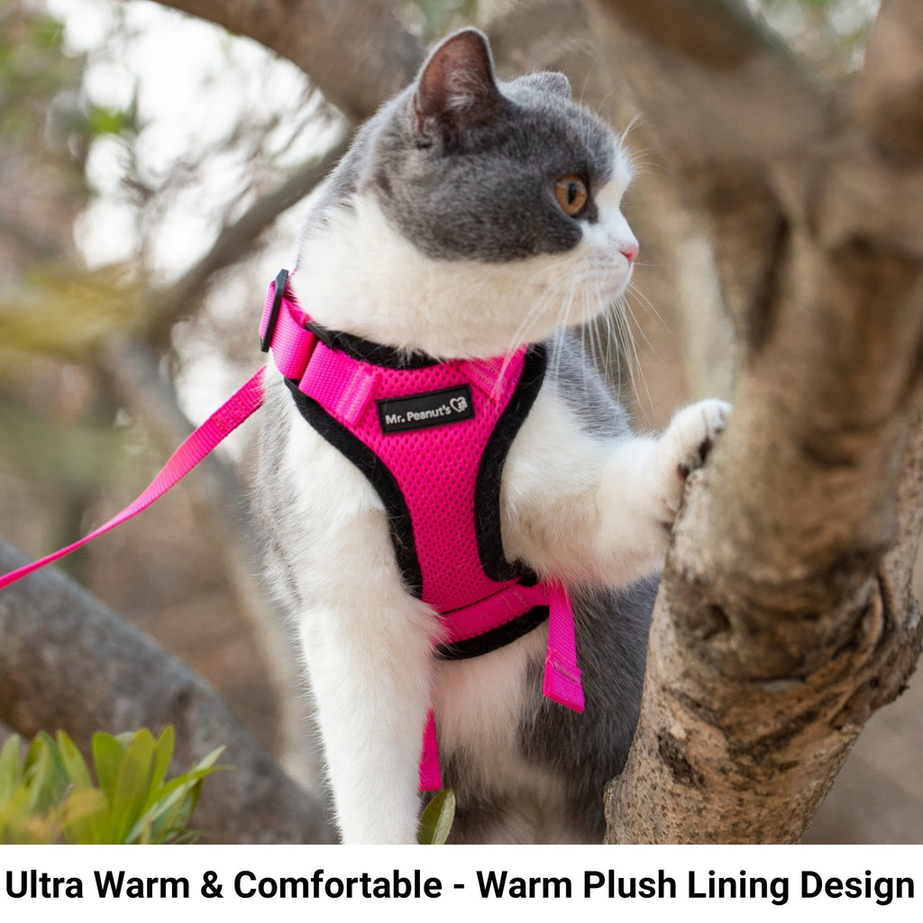 Pink cat harness with matching leash on a gray-and-white cat outdoors