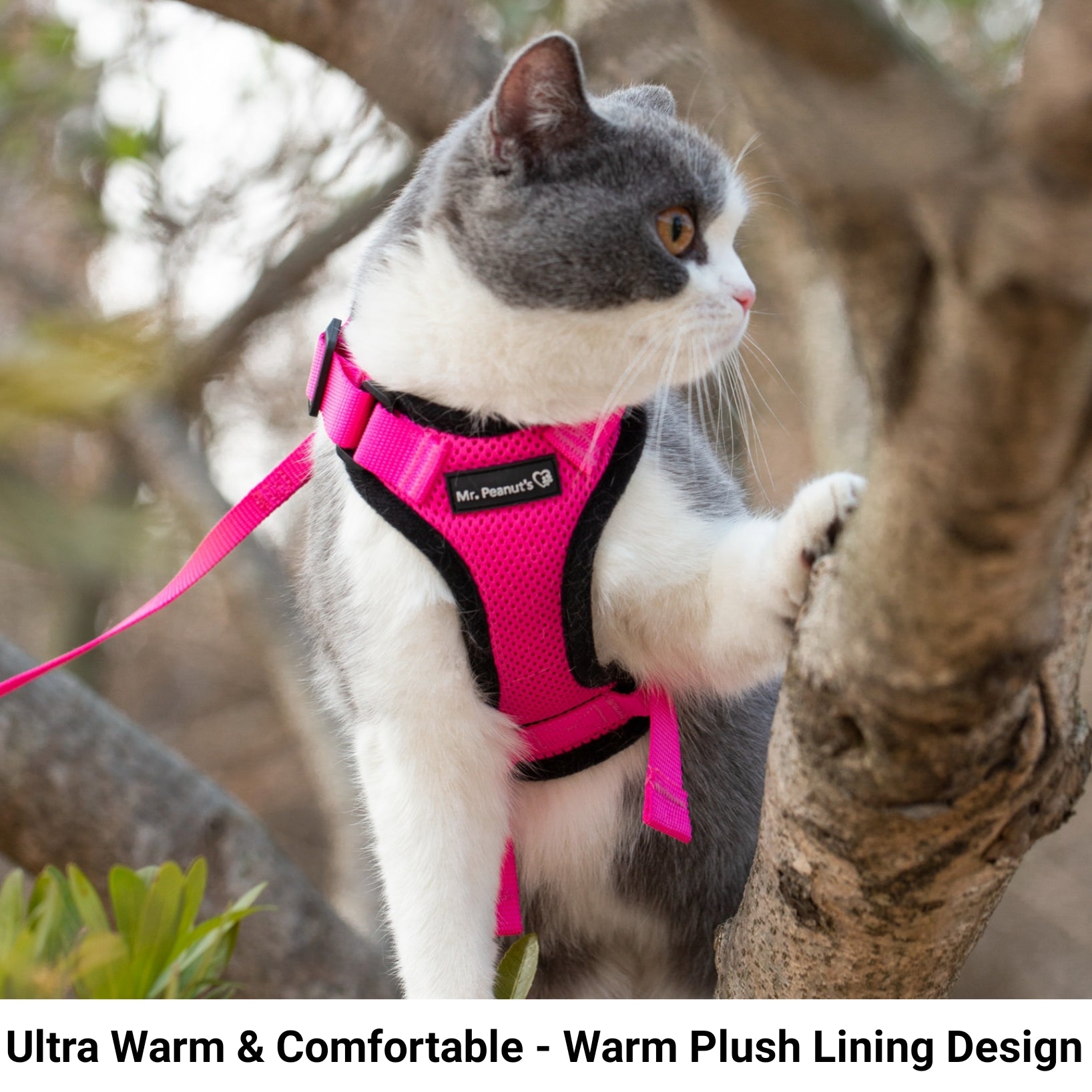 Pink cat harness with matching leash on a gray-and-white cat outdoors